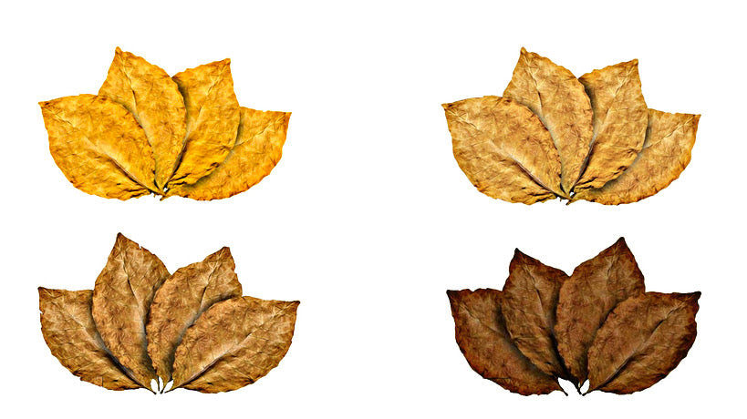 virginia burley and oriental tobacco TOBACCO LEAVES - Virginia, Burley, Oriental, Kentucky
