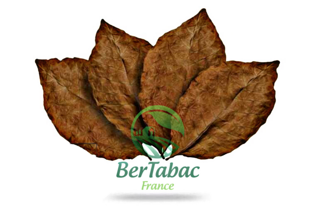 Feuilles de tabac burley