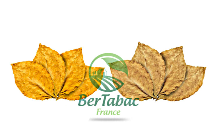 Foglie di tabacco biondo virginia orange