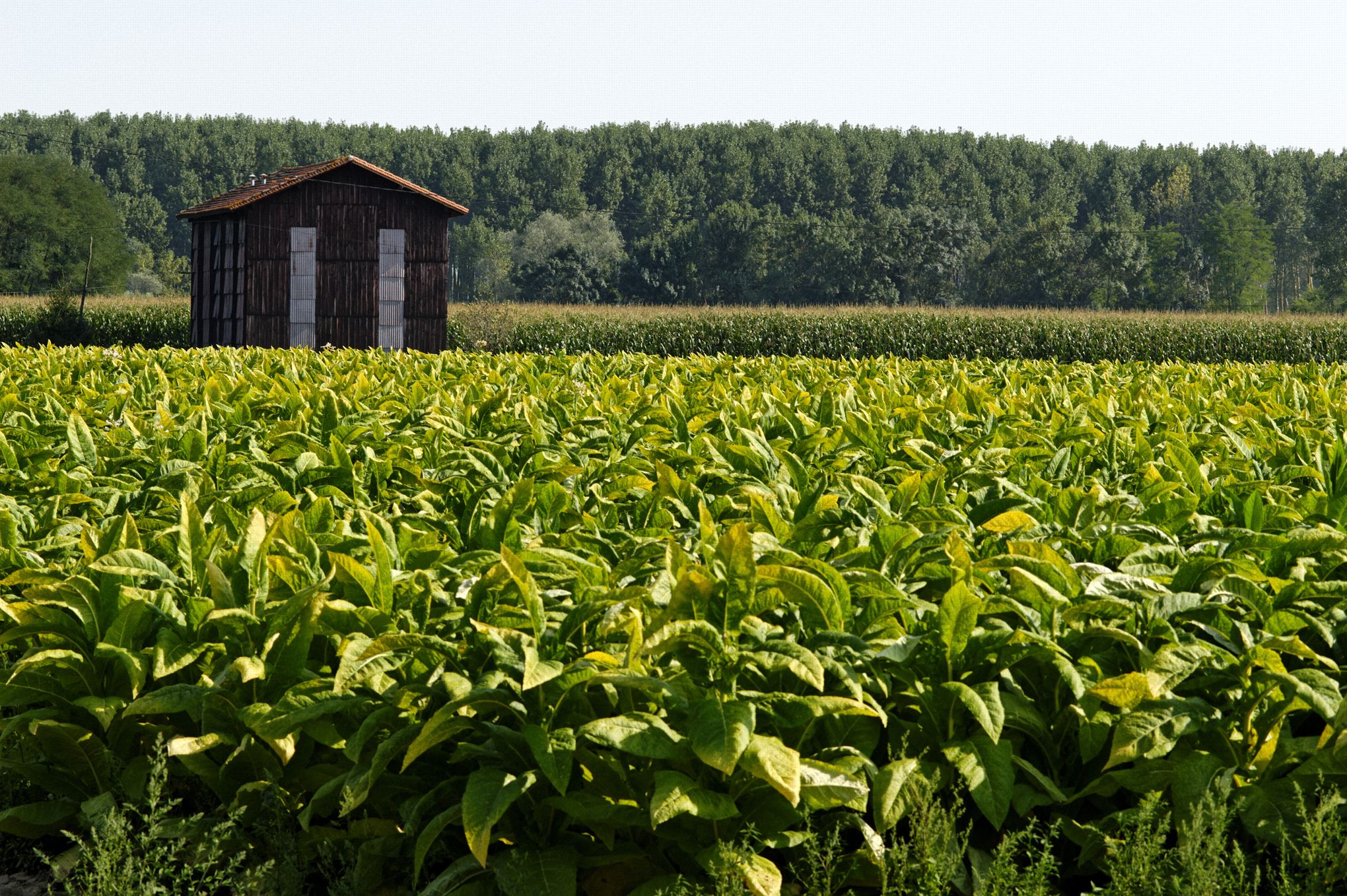 campo de hojas de tabaco en primer plano con un secadero al fondo