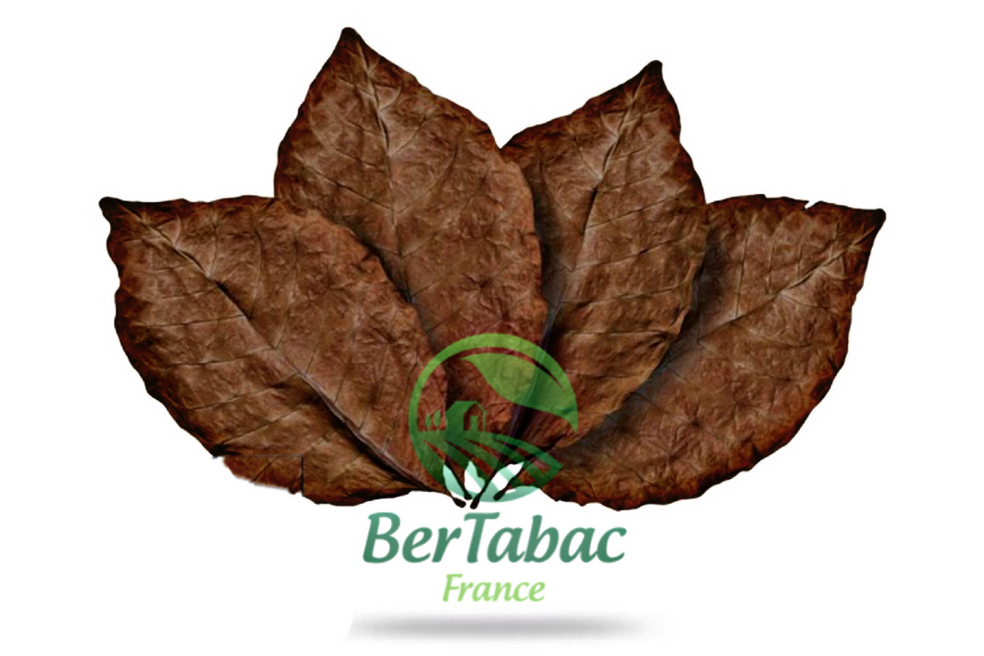 Feuilles de tabac kentucky sun cured