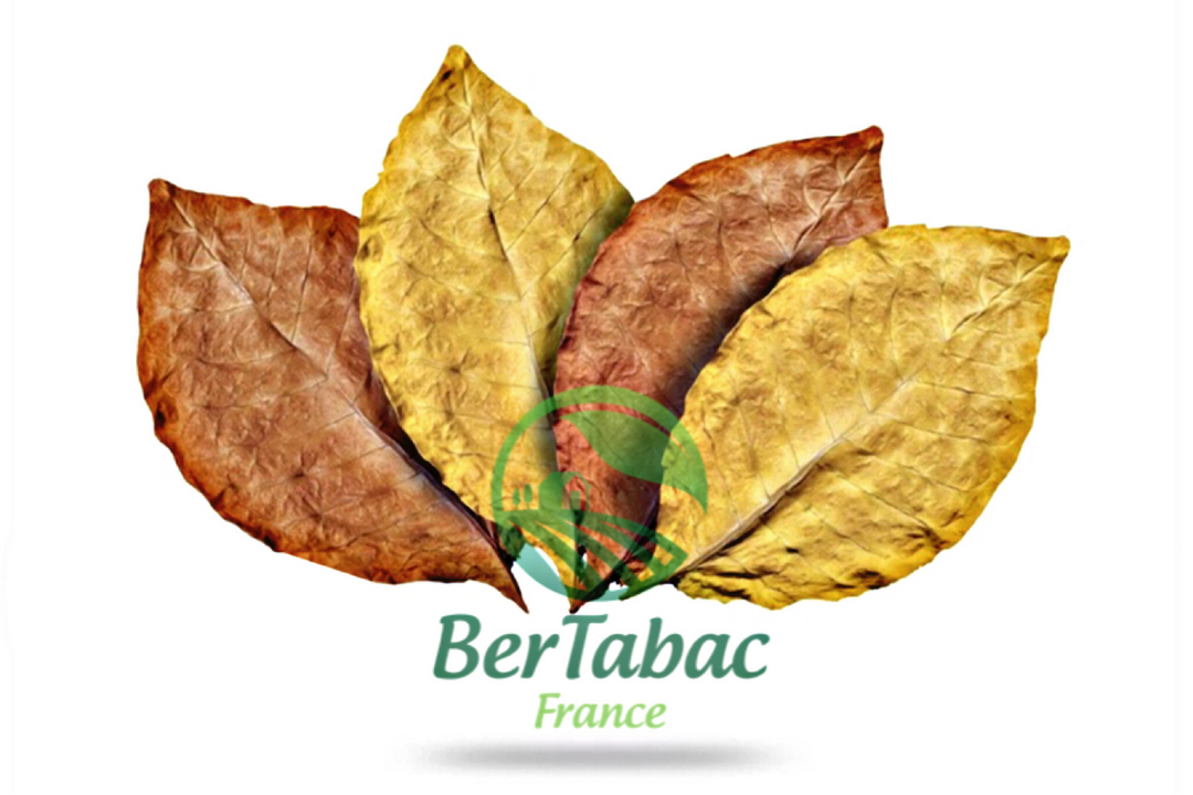 Feuilles de tabac virginie blond burley