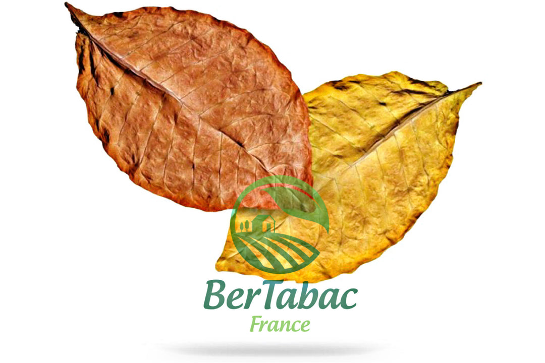 Feuilles de tabac virginie blond burley