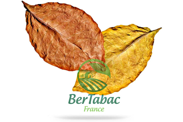 Feuilles de tabac virginie blond burley