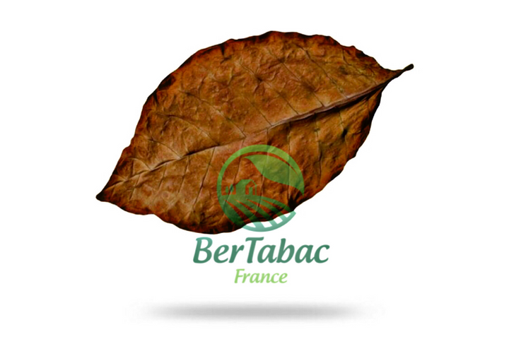 Feuilles de tabac burley honey