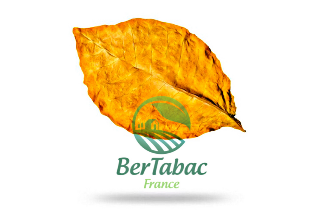 Feuilles de tabac virginie blond