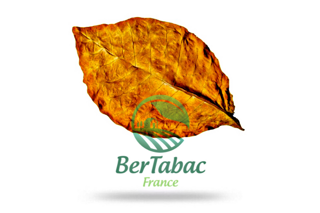 Feuilles de tabac virginie fire cured